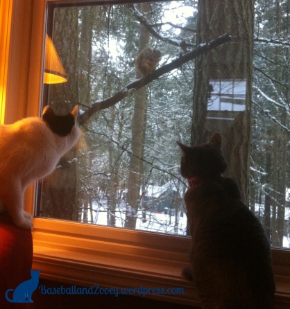 Tabby Cats Snow 2014