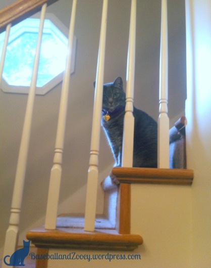 Tabby Cat On Stairs for First Time